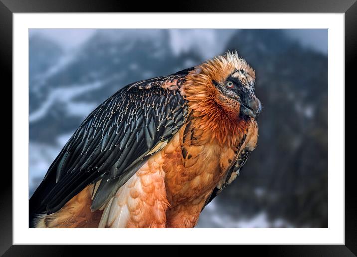 Bearded Vulture Framed Mounted Print by Arterra 