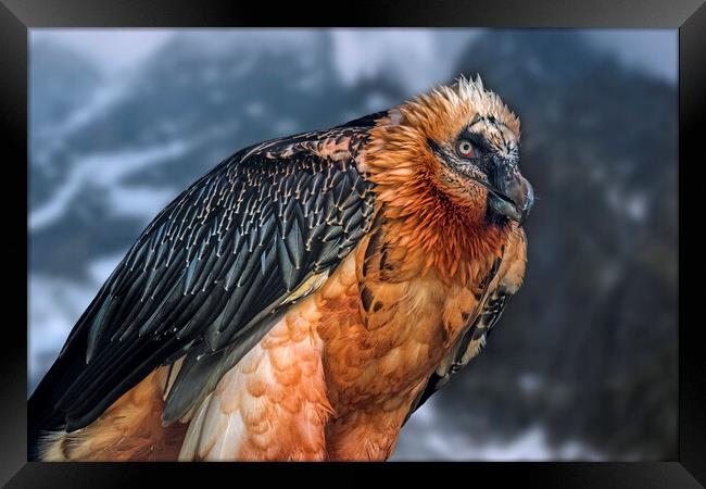 Bearded Vulture Framed Print by Arterra 