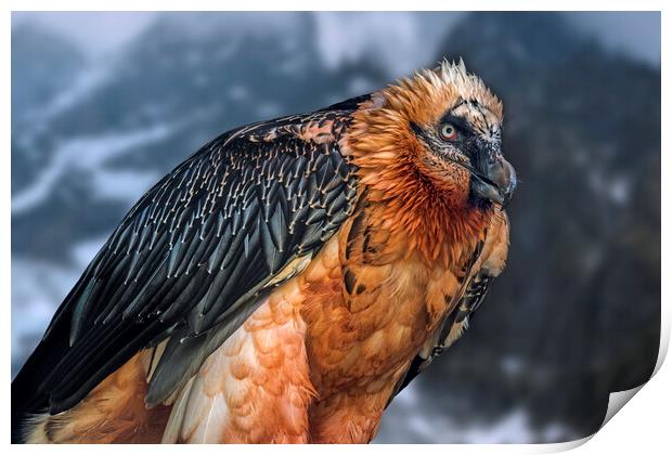 Bearded Vulture Print by Arterra 