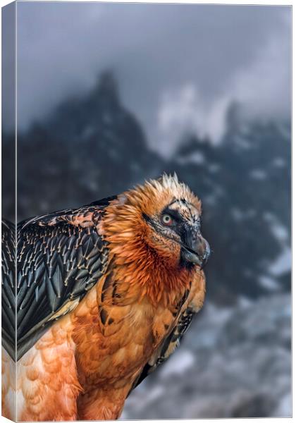 Bearded Vulture in the Alps Canvas Print by Arterra 