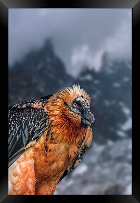 Bearded Vulture in the Alps Framed Print by Arterra 