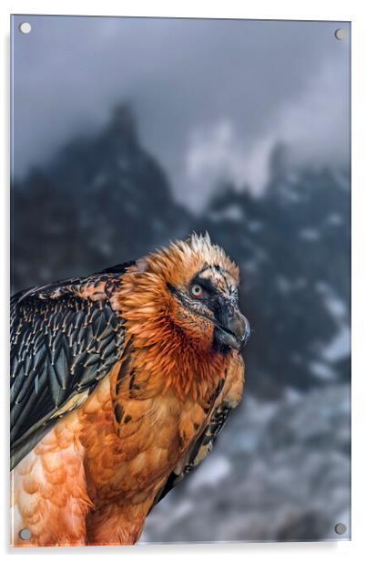 Bearded Vulture in the Alps Acrylic by Arterra 