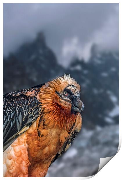 Bearded Vulture in the Alps Print by Arterra 