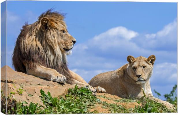 African Lion Pair Canvas Print by Arterra 