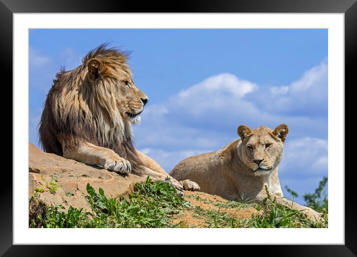 African Lion Pair Framed Mounted Print by Arterra 