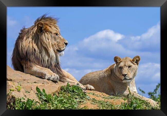 African Lion Pair Framed Print by Arterra 