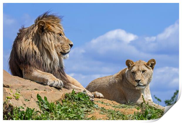 African Lion Pair Print by Arterra 