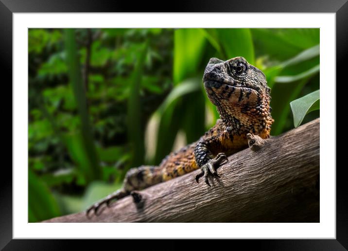 Chinese Crocodile Lizard Framed Mounted Print by Arterra 