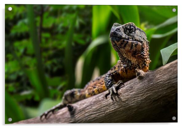 Chinese Crocodile Lizard Acrylic by Arterra 