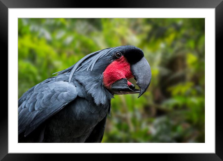 Palm Cockatoo Framed Mounted Print by Arterra 