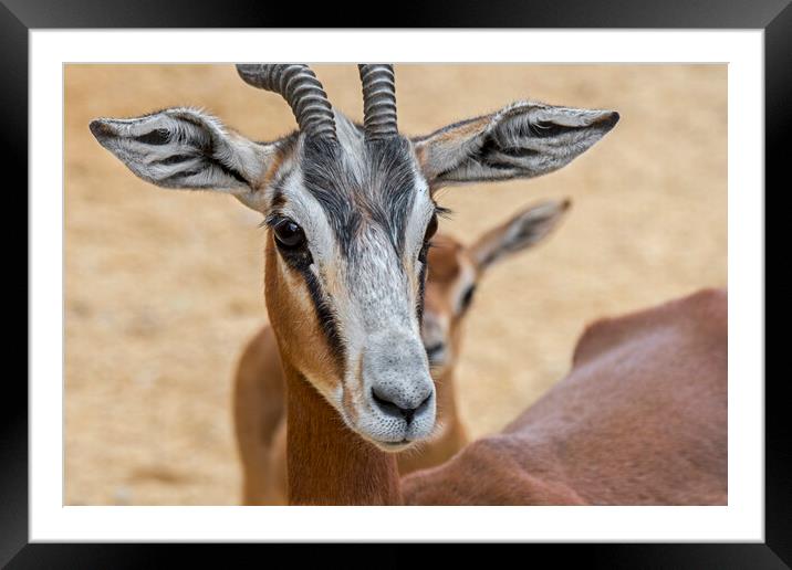 Mhorr Gazelle with Fawn Framed Mounted Print by Arterra 