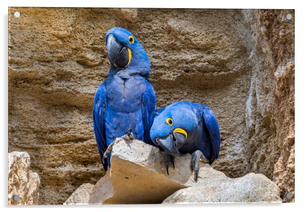 Hyacinth Macaw Couple Acrylic by Arterra 
