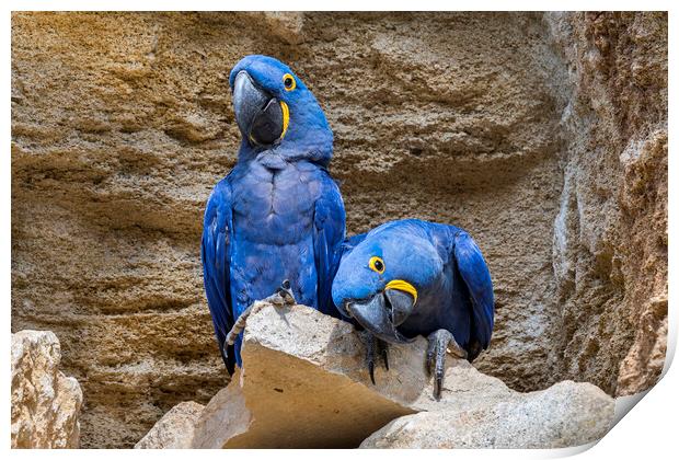 Hyacinth Macaw Couple Print by Arterra 