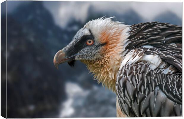 Bearded Vulture in the Mountains Canvas Print by Arterra 