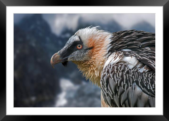 Bearded Vulture in the Mountains Framed Mounted Print by Arterra 
