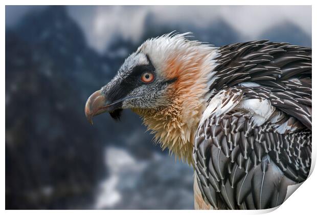 Bearded Vulture in the Mountains Print by Arterra 