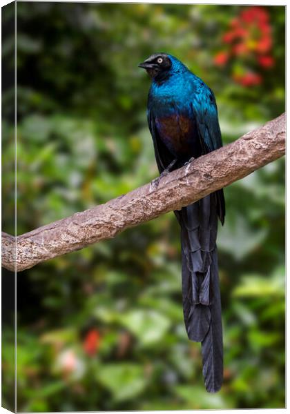 Long-Tailed Glossy Starling Canvas Print by Arterra 