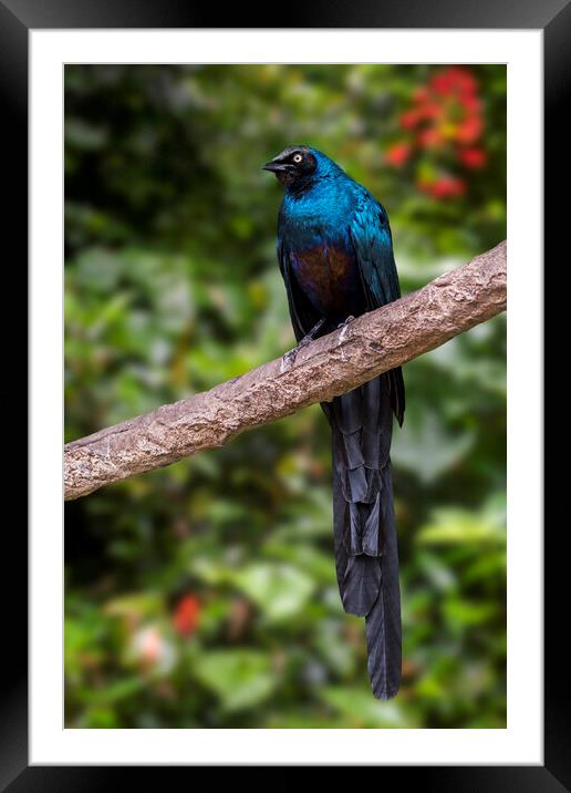 Long-Tailed Glossy Starling Framed Mounted Print by Arterra 