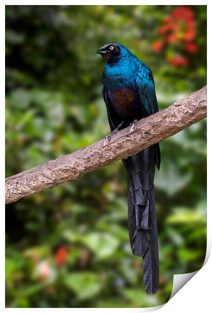 Long-Tailed Glossy Starling Print by Arterra 