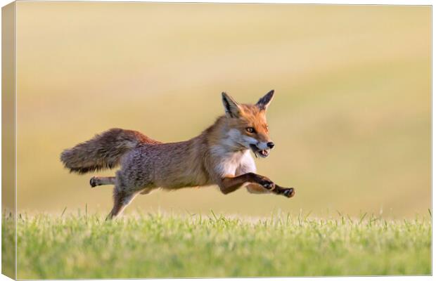 Fleeing Red Fox Canvas Print by Arterra 