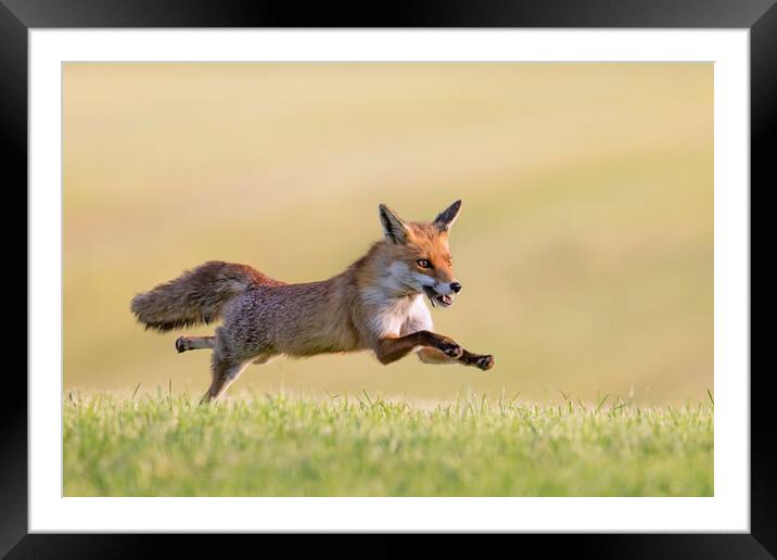 Fleeing Red Fox Framed Mounted Print by Arterra 
