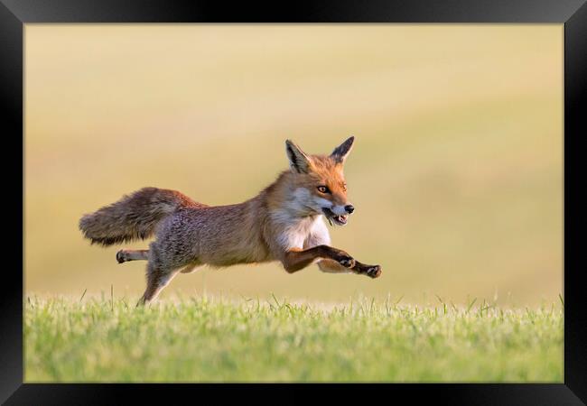 Fleeing Red Fox Framed Print by Arterra 