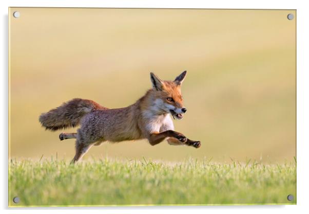 Fleeing Red Fox Acrylic by Arterra 