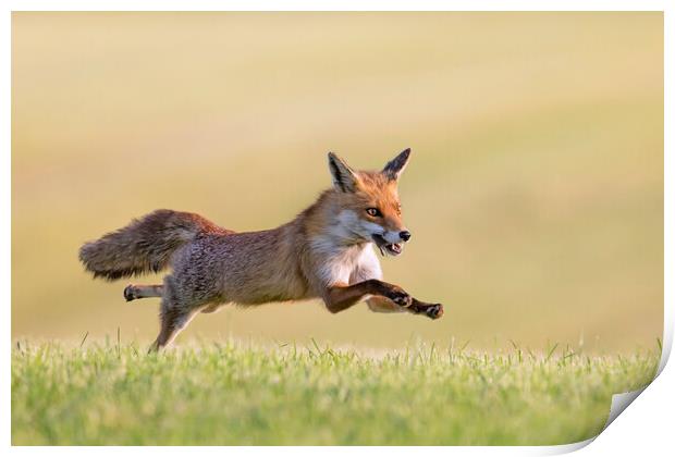 Fleeing Red Fox Print by Arterra 