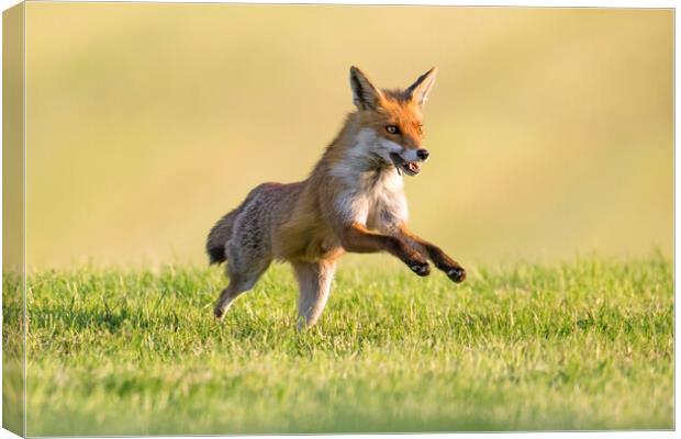 Red Fox Running with Mouse Canvas Print by Arterra 