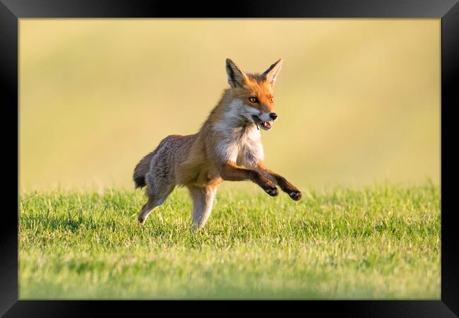 Red Fox Running with Mouse Framed Print by Arterra 