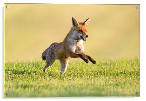 Red Fox Running with Mouse Acrylic by Arterra 