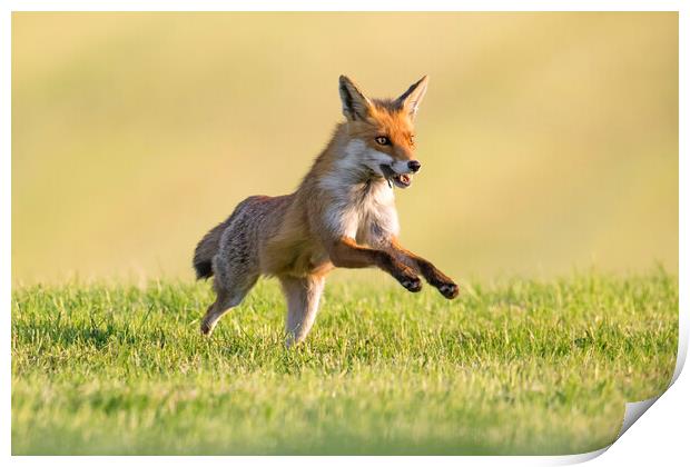 Red Fox Running with Mouse Print by Arterra 