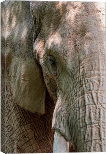 African Bush Elephant Canvas Print by Arterra 