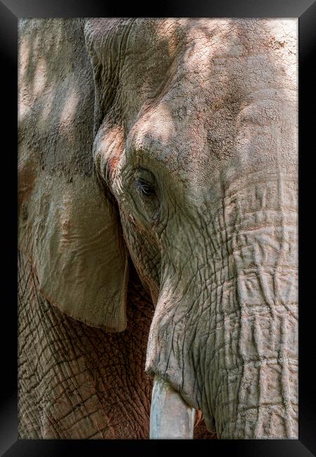 African Bush Elephant Framed Print by Arterra 