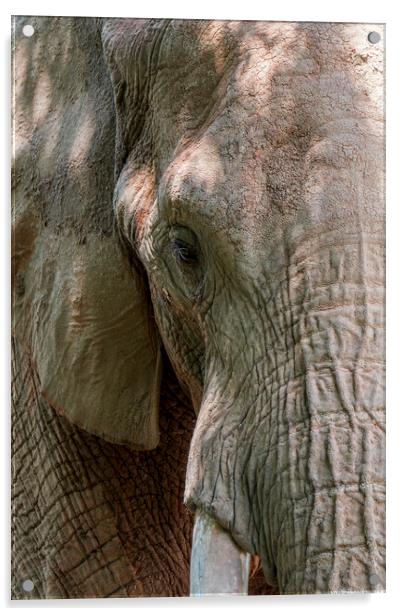 African Bush Elephant Acrylic by Arterra 