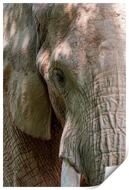 African Bush Elephant Print by Arterra 