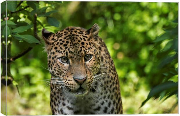 Javan Leopard Stalking Canvas Print by Arterra 
