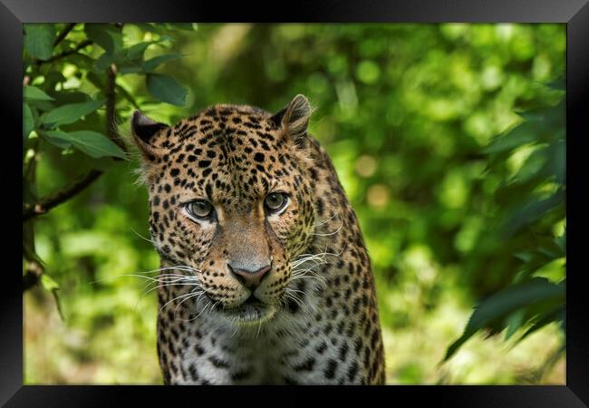 Javan Leopard Stalking Framed Print by Arterra 