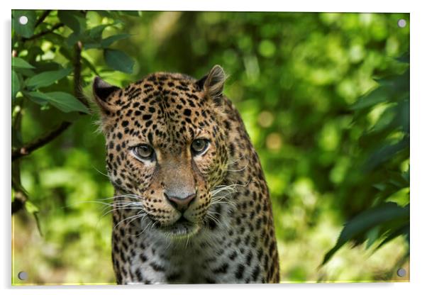 Javan Leopard Stalking Acrylic by Arterra 