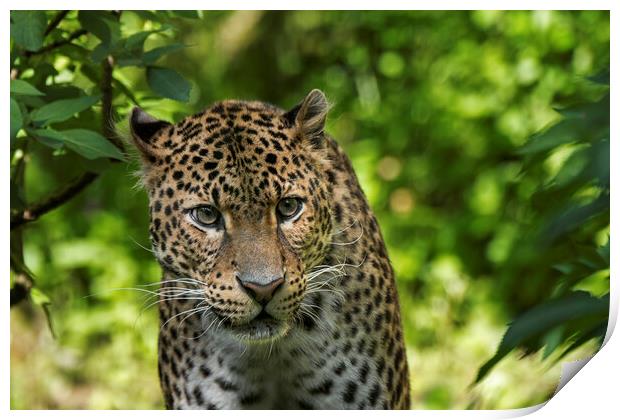 Javan Leopard Stalking Print by Arterra 