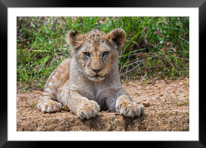 African Lion Cub Framed Mounted Print by Arterra 
