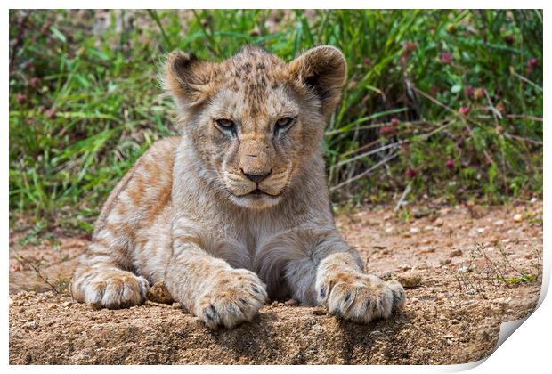African Lion Cub Print by Arterra 