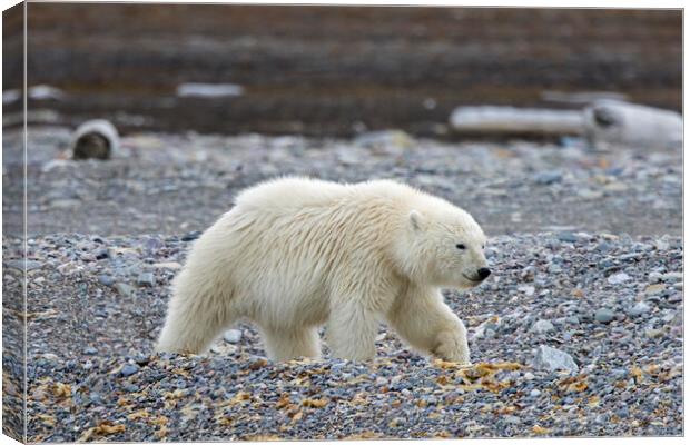 Polar Bear Cub in Svalbard Canvas Print by Arterra 