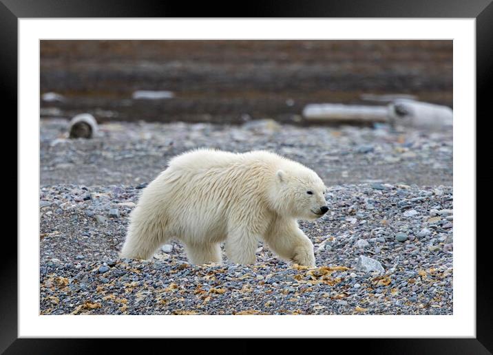Polar Bear Cub in Svalbard Framed Mounted Print by Arterra 