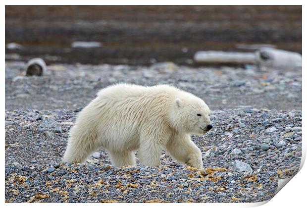 Polar Bear Cub in Svalbard Print by Arterra 