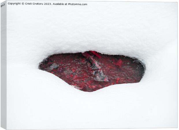 Beneath the  snow Canvas Print by Cristi Croitoru