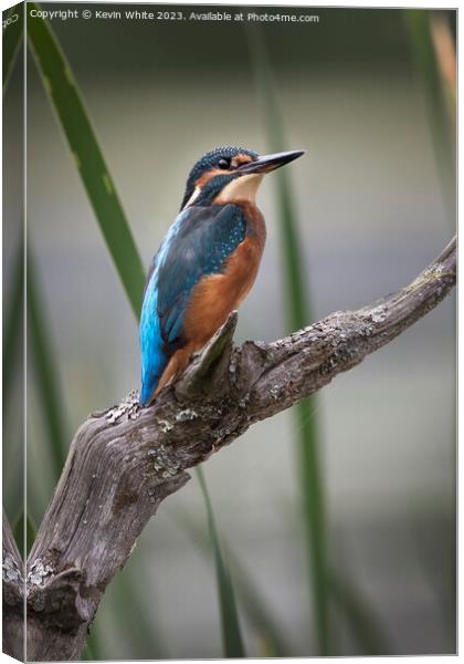 Common Kingfisher perched on an old log Canvas Print by Kevin White
