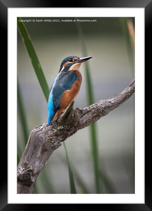Common Kingfisher perched on an old log Framed Mounted Print by Kevin White