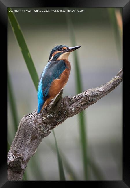 Common Kingfisher perched on an old log Framed Print by Kevin White