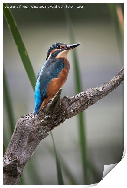Common Kingfisher perched on an old log Print by Kevin White